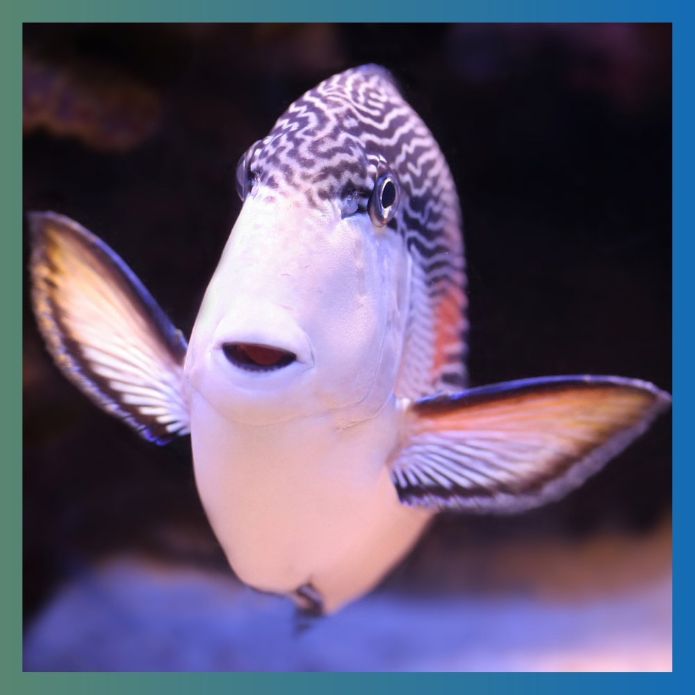 Happy Fish